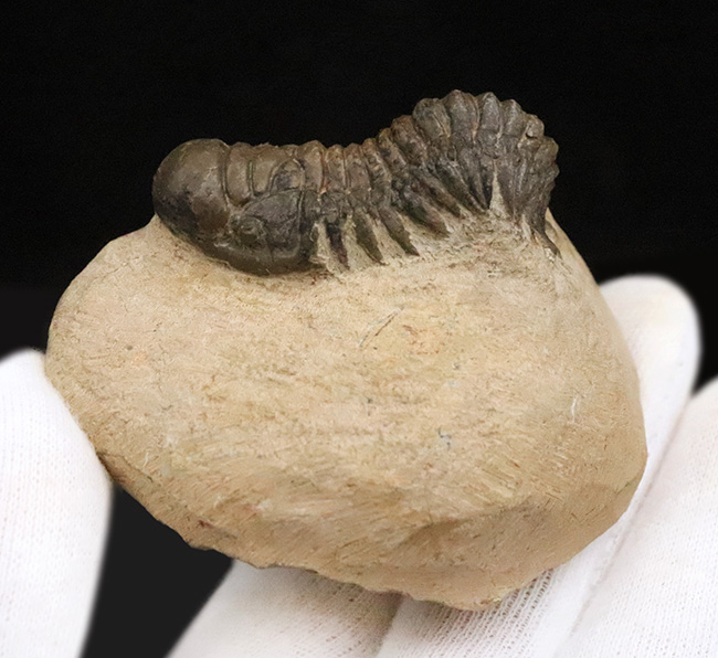 立体的なフォルムで、人気のモロッコ産の三葉虫、クロタロセファルス・ギブス（Crotalocephalus gibbus）（その3）