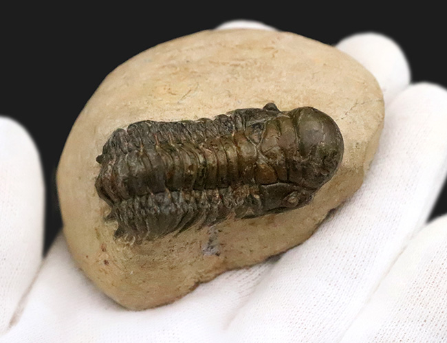 立体的なフォルムで、人気のモロッコ産の三葉虫、クロタロセファルス・ギブス（Crotalocephalus gibbus）（その4）