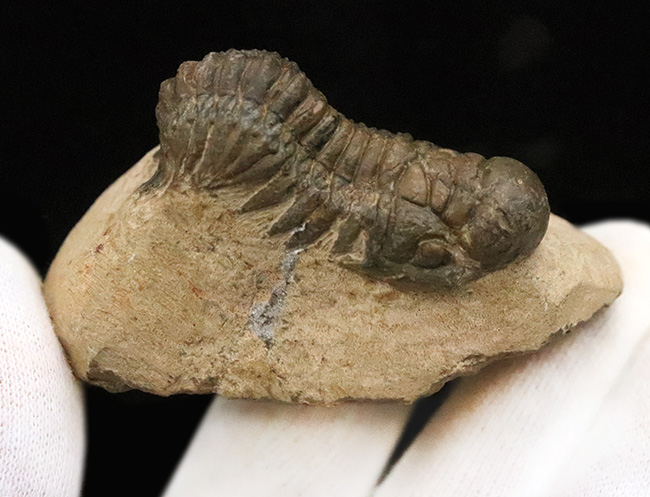 立体的なフォルムで、人気のモロッコ産の三葉虫、クロタロセファルス・ギブス（Crotalocephalus gibbus）（その5）