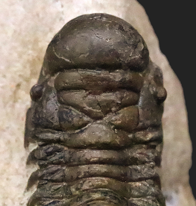 立体的なフォルムで、人気のモロッコ産の三葉虫、クロタロセファルス・ギブス（Crotalocephalus gibbus）（その6）