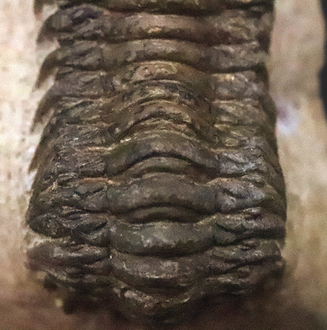 立体的なフォルムで、人気のモロッコ産の三葉虫、クロタロセファルス・ギブス（Crotalocephalus gibbus）（その7）
