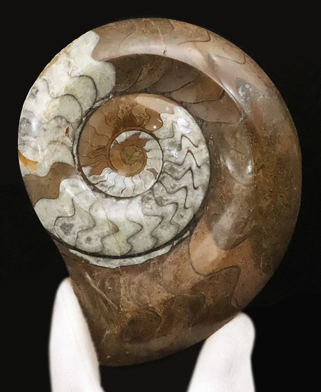 状態良し、模様良し、サイズも良し、と見どころ満載の、ゴニアタイト（Goniatite）の上質化石（その1）