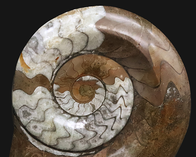 状態良し、模様良し、サイズも良し、と見どころ満載の、ゴニアタイト（Goniatite）の上質化石（その2）