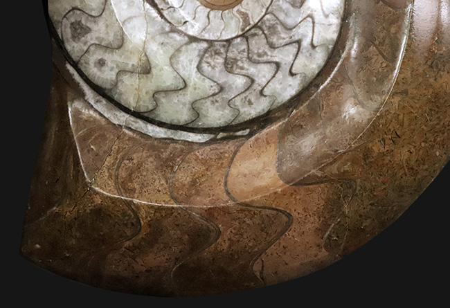 状態良し、模様良し、サイズも良し、と見どころ満載の、ゴニアタイト（Goniatite）の上質化石（その3）