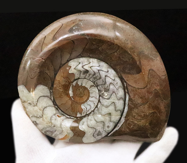 状態良し、模様良し、サイズも良し、と見どころ満載の、ゴニアタイト（Goniatite）の上質化石（その4）