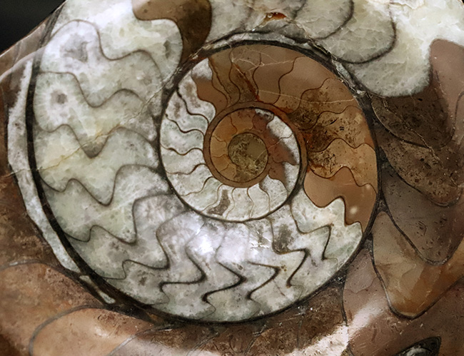 状態良し、模様良し、サイズも良し、と見どころ満載の、ゴニアタイト（Goniatite）の上質化石（その5）