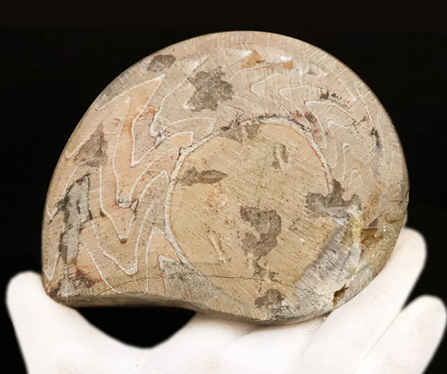 状態良し、模様良し、サイズも良し、と見どころ満載の、ゴニアタイト（Goniatite）の上質化石（その6）