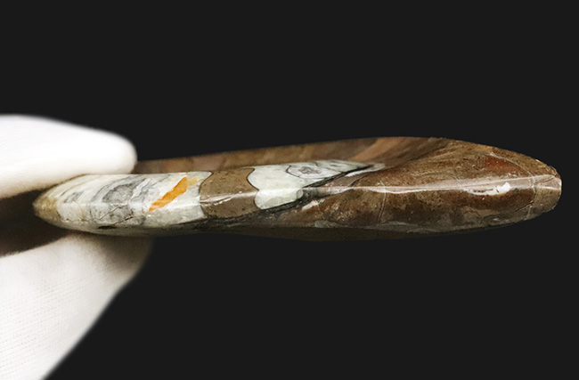 状態良し、模様良し、サイズも良し、と見どころ満載の、ゴニアタイト（Goniatite）の上質化石（その7）