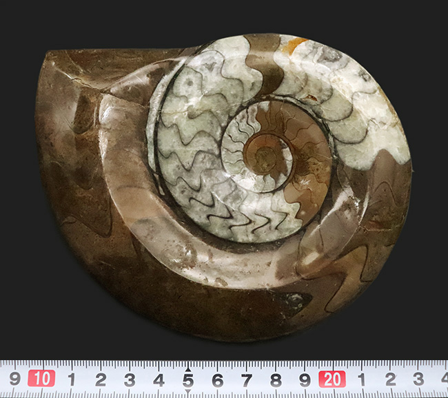 状態良し、模様良し、サイズも良し、と見どころ満載の、ゴニアタイト（Goniatite）の上質化石（その8）