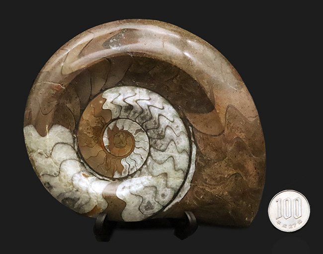 状態良し、模様良し、サイズも良し、と見どころ満載の、ゴニアタイト（Goniatite）の上質化石（その9）