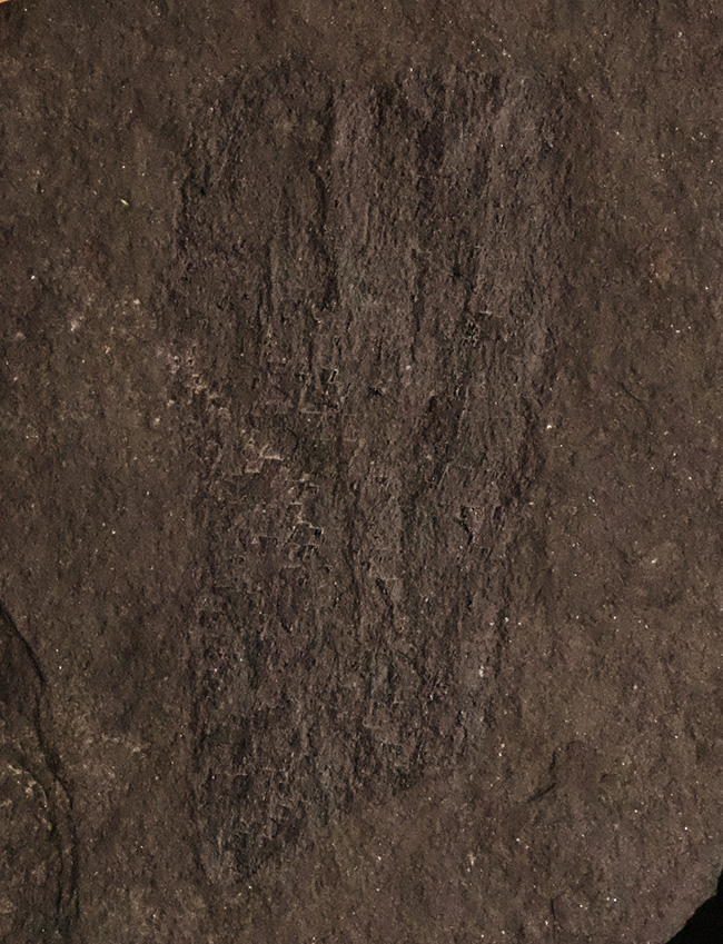 銅を含む暗褐色の頁岩に刻まれた、ペルム紀裸子植物の枝葉化石 化石 販売