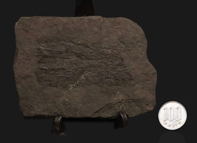 銅を含む暗褐色の頁岩に刻まれた、ペルム紀裸子植物の枝葉化石 化石 販売