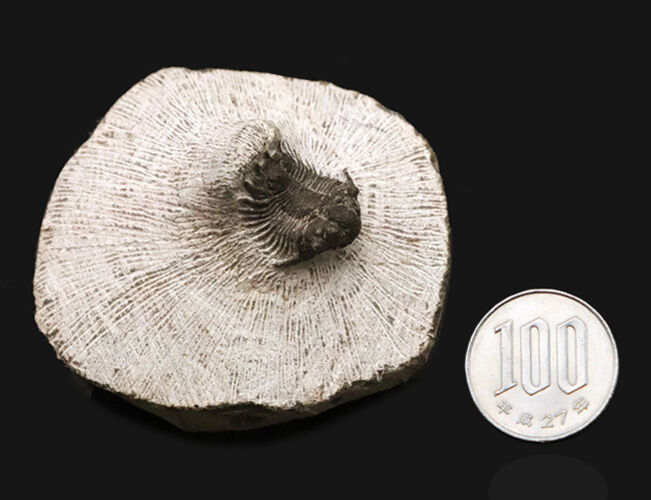 複雑な装飾を持つ三葉虫の代表グループ、リカス目に分類されるベレノピゲ（Belenopyge）の上質個体（その11）