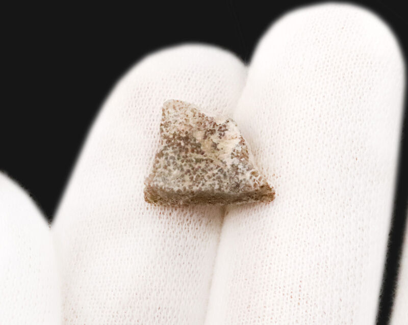 巨大な体に小さな卵！アルゼンチンで発見された、長い首を持つ巨大草食恐竜、チタノサウルス類（Titanosauria）の卵殻化石（その3）