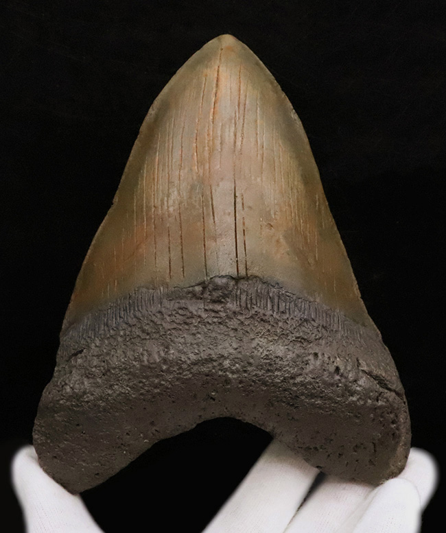 【16.7cm / 490g】上位1%の巨躯。米国サウスカロライナ産メガロドン歯化石：斜辺計測6.5インチに宿る、圧倒的質量と驚異的な肉厚。（その1）