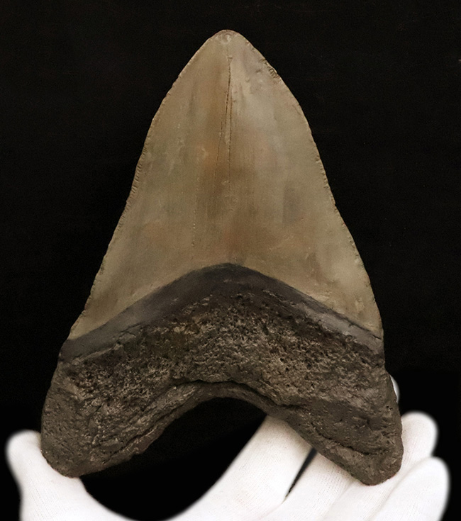 【16.7cm / 490g】上位1%の巨躯。米国サウスカロライナ産メガロドン歯化石：斜辺計測6.5インチに宿る、圧倒的質量と驚異的な肉厚。（その2）