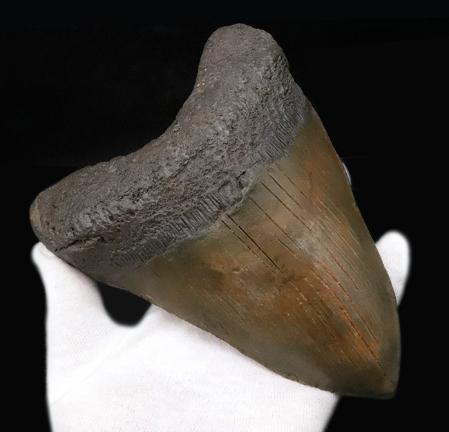 【16.7cm / 490g】上位1%の巨躯。米国サウスカロライナ産メガロドン歯化石：斜辺計測6.5インチに宿る、圧倒的質量と驚異的な肉厚。（その3）