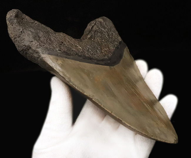 【16.7cm / 490g】上位1%の巨躯。米国サウスカロライナ産メガロドン歯化石：斜辺計測6.5インチに宿る、圧倒的質量と驚異的な肉厚。（その4）