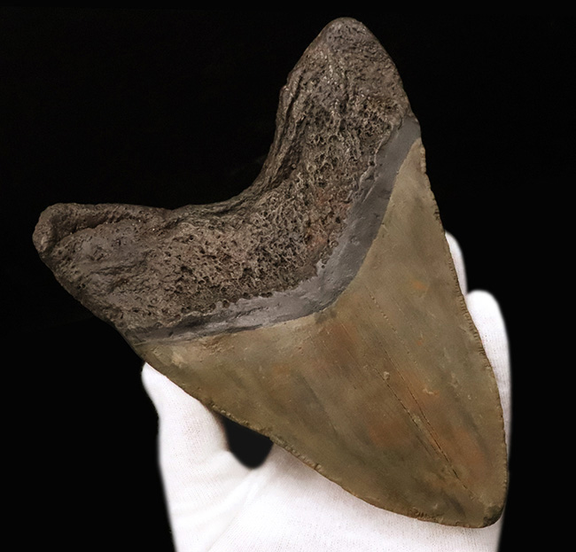 【16.7cm / 490g】上位1%の巨躯。米国サウスカロライナ産メガロドン歯化石：斜辺計測6.5インチに宿る、圧倒的質量と驚異的な肉厚。（その5）