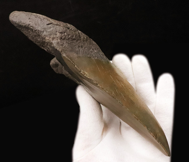 【16.7cm / 490g】上位1%の巨躯。米国サウスカロライナ産メガロドン歯化石：斜辺計測6.5インチに宿る、圧倒的質量と驚異的な肉厚。（その6）