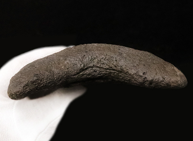 【16.7cm / 490g】上位1%の巨躯。米国サウスカロライナ産メガロドン歯化石：斜辺計測6.5インチに宿る、圧倒的質量と驚異的な肉厚。（その7）