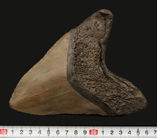【16.7cm / 490g】上位1%の巨躯。米国サウスカロライナ産メガロドン歯化石：斜辺計測6.5インチに宿る、圧倒的質量と驚異的な肉厚。（その8）