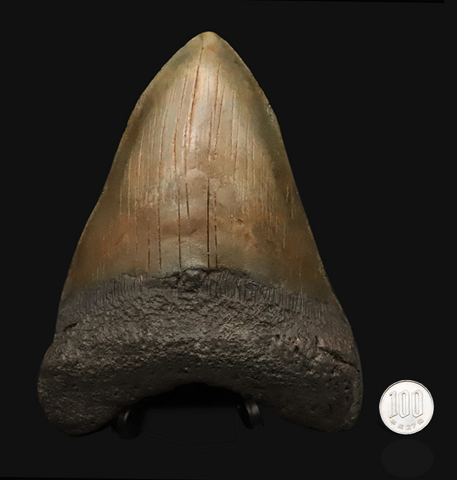 【16.7cm / 490g】上位1%の巨躯。米国サウスカロライナ産メガロドン歯化石：斜辺計測6.5インチに宿る、圧倒的質量と驚異的な肉厚。（その9）