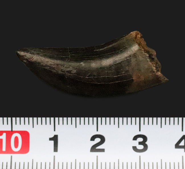 トップクオリティ！黒褐色のエナメル質が美しく輝く、見事な保存状態を誇るティラノサウルス・レックス（Tyrannosaurus rex）幼体の歯化石（その10）