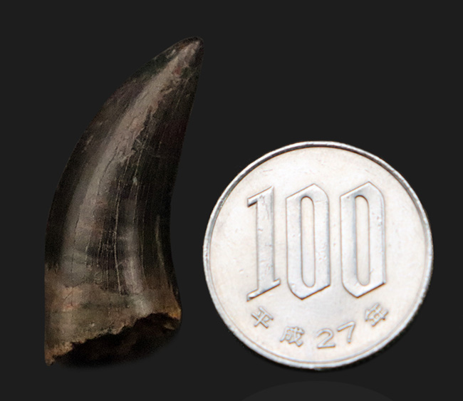 トップクオリティ！黒褐色のエナメル質が美しく輝く、見事な保存状態を誇るティラノサウルス・レックス（Tyrannosaurus rex）幼体の歯化石（その11）