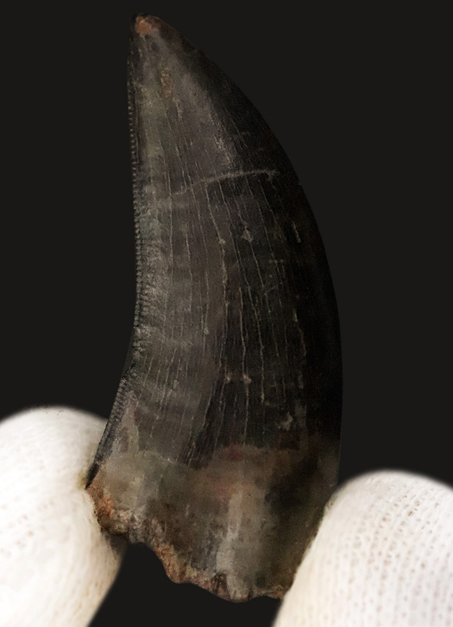 トップクオリティ！黒褐色のエナメル質が美しく輝く、見事な保存状態を誇るティラノサウルス・レックス（Tyrannosaurus rex）幼体の歯化石（その2）