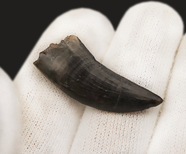 トップクオリティ！黒褐色のエナメル質が美しく輝く、見事な保存状態を誇るティラノサウルス・レックス（Tyrannosaurus rex）幼体の歯化石（その3）