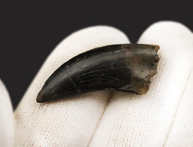 トップクオリティ！黒褐色のエナメル質が美しく輝く、見事な保存状態を誇るティラノサウルス・レックス（Tyrannosaurus rex）幼体の歯化石（その4）