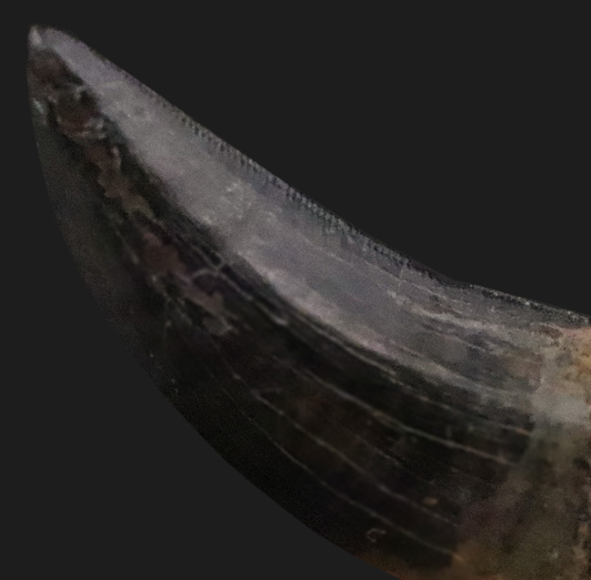 トップクオリティ！黒褐色のエナメル質が美しく輝く、見事な保存状態を誇るティラノサウルス・レックス（Tyrannosaurus rex）幼体の歯化石（その5）