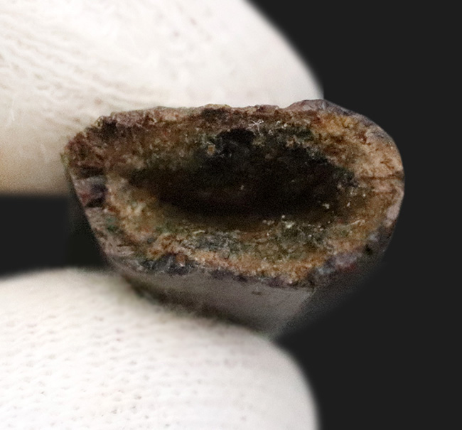 トップクオリティ！黒褐色のエナメル質が美しく輝く、見事な保存状態を誇るティラノサウルス・レックス（Tyrannosaurus rex）幼体の歯化石（その6）