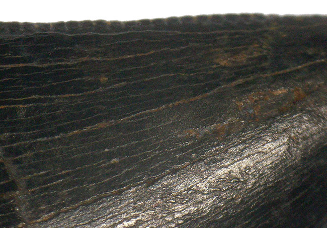 トップクオリティ！黒褐色のエナメル質が美しく輝く、見事な保存状態を誇るティラノサウルス・レックス（Tyrannosaurus rex）幼体の歯化石（その7）