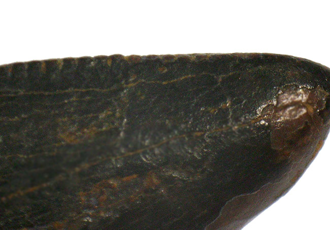 トップクオリティ！黒褐色のエナメル質が美しく輝く、見事な保存状態を誇るティラノサウルス・レックス（Tyrannosaurus rex）幼体の歯化石（その8）