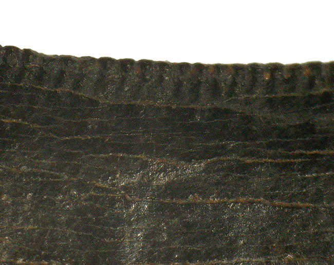 トップクオリティ！黒褐色のエナメル質が美しく輝く、見事な保存状態を誇るティラノサウルス・レックス（Tyrannosaurus rex）幼体の歯化石（その9）