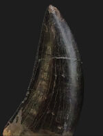 トップクオリティ！黒褐色のエナメル質が美しく輝く、見事な保存状態を誇るティラノサウルス・レックス（Tyrannosaurus rex）幼体の歯化石