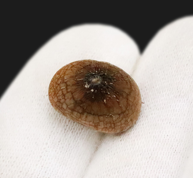 モササウルスの変わり種、貝類専門ハンター、グロビデンス(Globidens)の歯化石(その1)