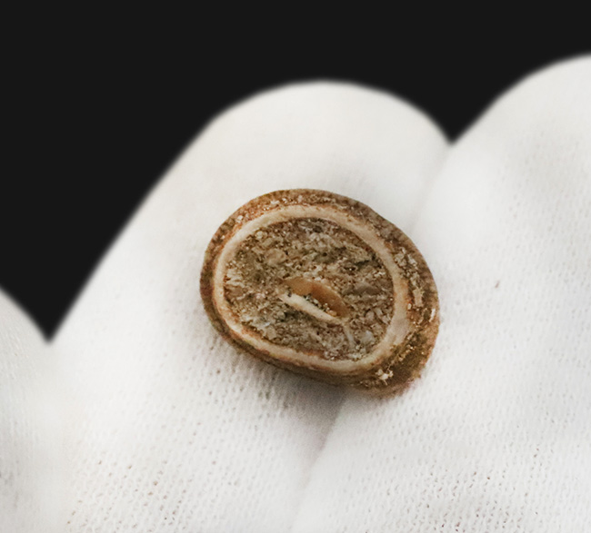 モササウルスの変わり種、貝類専門ハンター、グロビデンス（Globidens