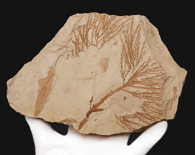 国内マニアック化石シリーズ！特大サイズの秋田県 阿仁町（あにまち）露熊産の針葉樹の枝先化石（その1）