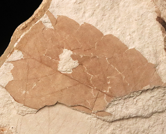 国内マニアック化石シリーズ！特大サイズの秋田県 阿仁町（あにまち）露熊産の針葉樹の枝先化石（その10）