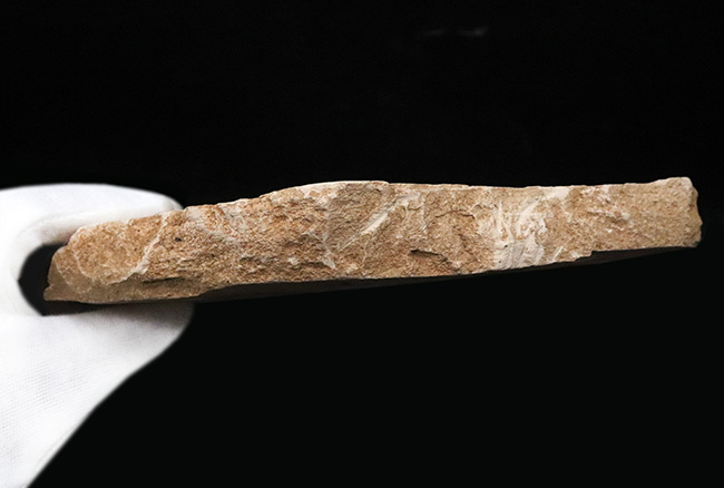 国内マニアック化石シリーズ！特大サイズの秋田県 阿仁町（あにまち）露熊産の針葉樹の枝先化石（その11）