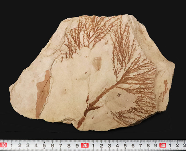 国内マニアック化石シリーズ！特大サイズの秋田県 阿仁町（あにまち）露熊産の針葉樹の枝先化石（その12）