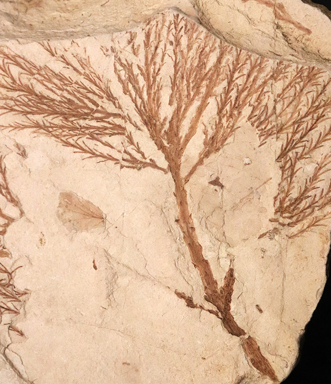 国内マニアック化石シリーズ！特大サイズの秋田県 阿仁町（あにまち）露熊産の針葉樹の枝先化石（その2）