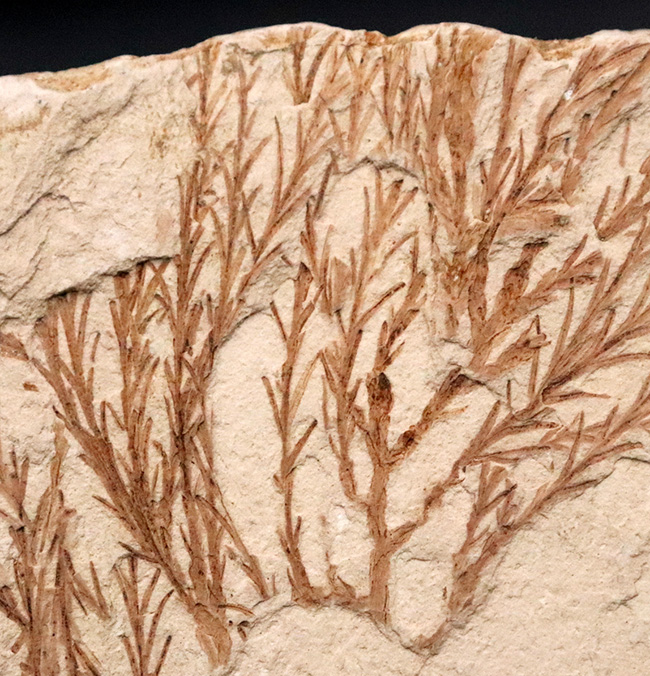 国内マニアック化石シリーズ！特大サイズの秋田県 阿仁町（あにまち）露熊産の針葉樹の枝先化石（その3）