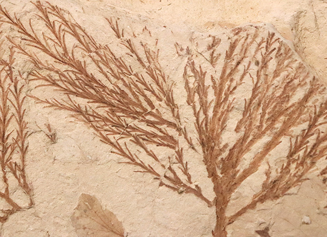 国内マニアック化石シリーズ！特大サイズの秋田県 阿仁町（あにまち）露熊産の針葉樹の枝先化石（その4）