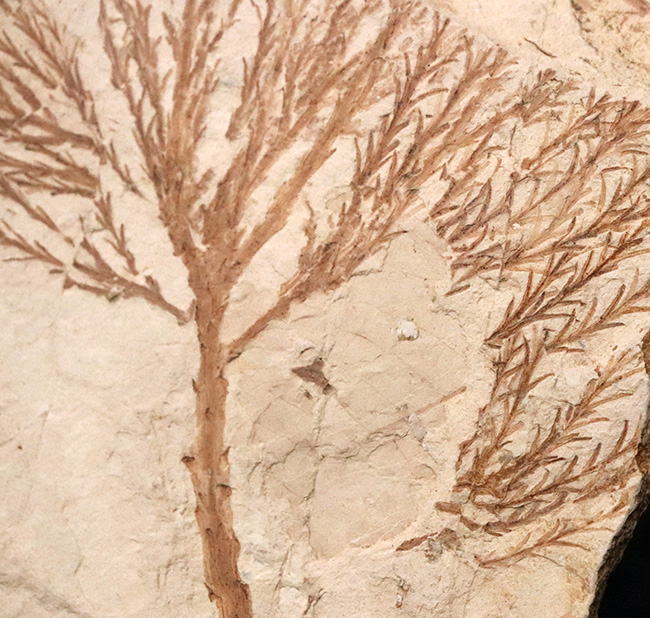 国内マニアック化石シリーズ！特大サイズの秋田県 阿仁町（あにまち）露熊産の針葉樹の枝先化石（その5）