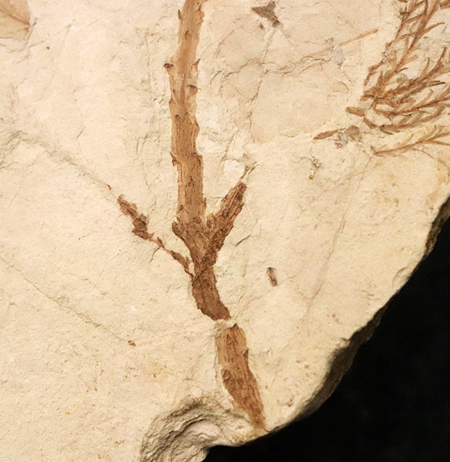 国内マニアック化石シリーズ！特大サイズの秋田県 阿仁町（あにまち）露熊産の針葉樹の枝先化石（その6）