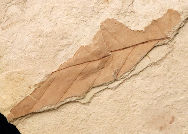 国内マニアック化石シリーズ！特大サイズの秋田県 阿仁町（あにまち）露熊産の針葉樹の枝先化石（その7）